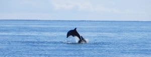 Delfin in Samana