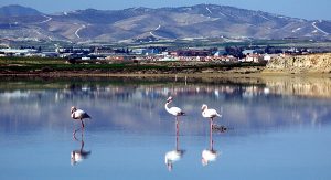 Herrlich: Beobachten der Flamingos am Salzsee von Larnaka