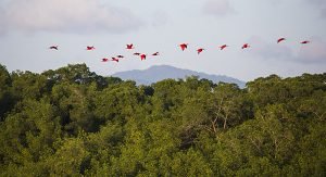 Sumpfgebiet und Vogelreservat Caroni Swamp: Die Mangroven-Sumpflandschaft ist die Heimat von etwa 180 Vogelarten