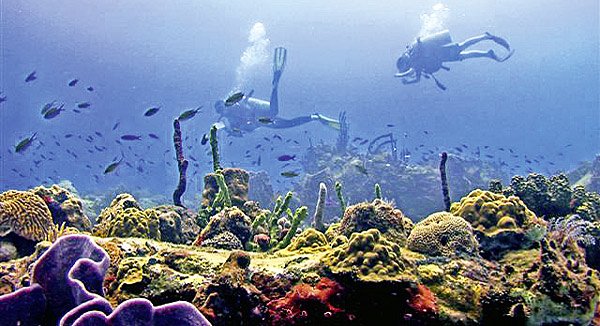Dominicas bunte Unterwasserwelt zieht Taucher weltweit an (Bild: Discover Dominica Authority)