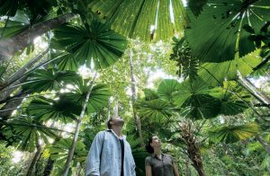 Den Regenwald in Queensland mal ganz anders erleben