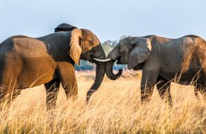 Elefanten in freier Wildbahn sind ein Erlebnis.
