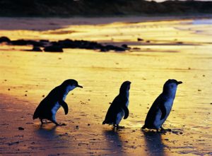 Phillip Island - Pinguine