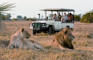 Entspannte Löwen werden von Safari Besuchern beobachtet