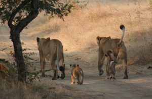 Eine Löwenfamilie im Sasan-Gir-Nationalpark
