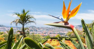 Madeira Blumenparadies