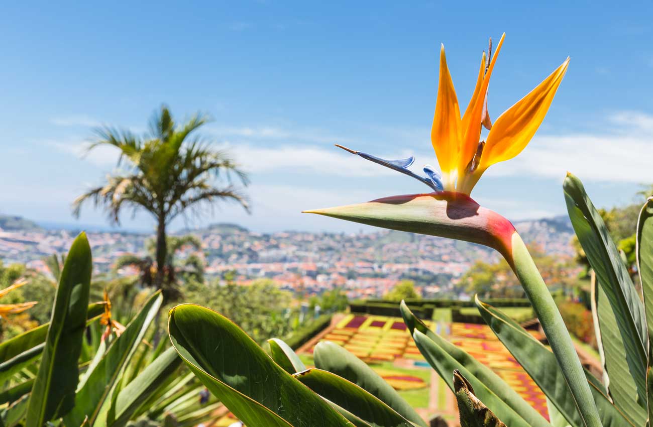 Madeira Blumenparadies