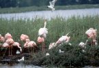 Flamingos im Moor