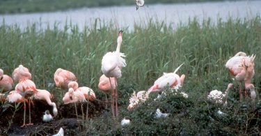 Flamingos im Moor